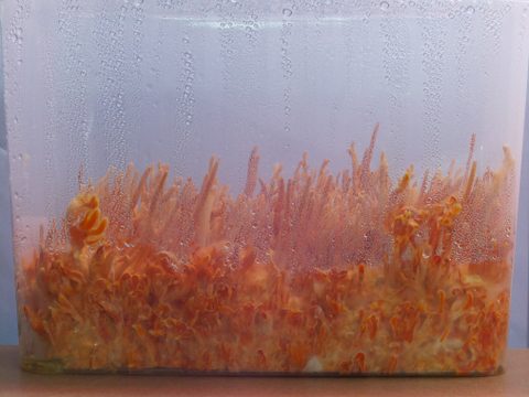 Box 1 on day 49 since inoculation