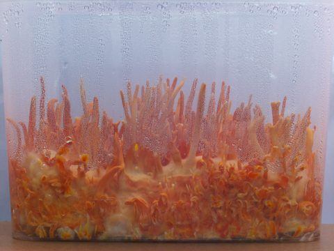 Box 2 on day 49 since inoculation