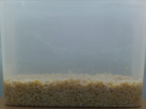 Box 3 on day 2 since inoculation