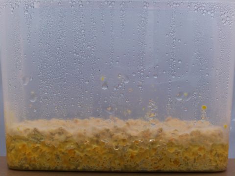 Box 3 on day 17 since inoculation