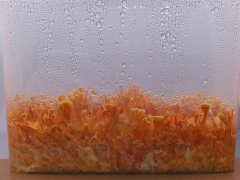 Box 4 on day 47 since inoculation