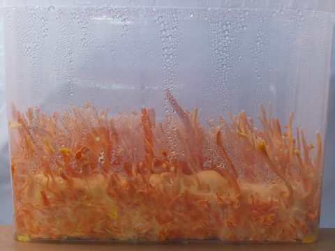 Box 5 on day 46 since inoculation